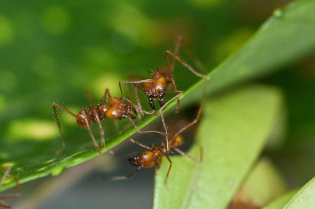 Leaf-cutter ants could be key to creating new antibiotics