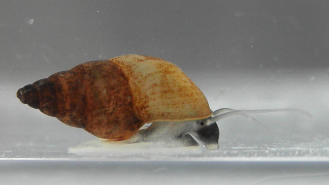 Small snails may pose big threat to Dane County waters