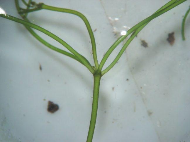 Starry Stonewort could threaten Wisconsin lakes, natural beauty