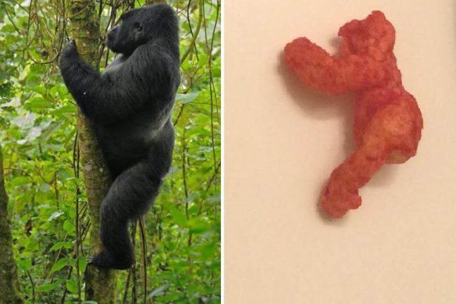 Ten+things+more+valuable+than+a+Harambe-shaped+Cheeto