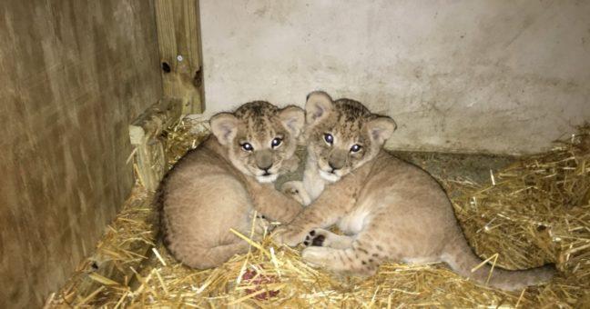 Sweetie pie lion cubs coming soon to Henry Vilas Zoo