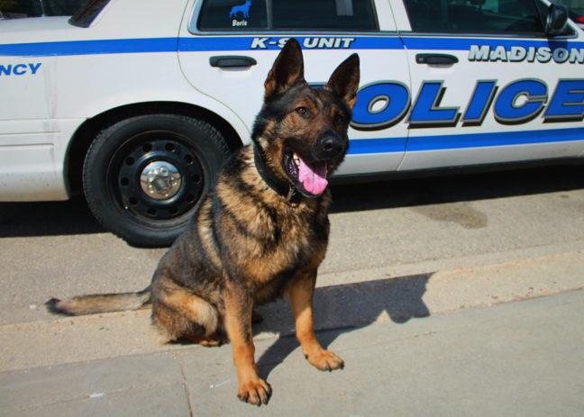 UW veterinary program helps put a muzzle on police K-9 costs