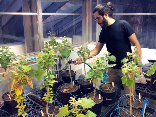 Dhariwal cares for poplar plants used in the symbiosis experiment.