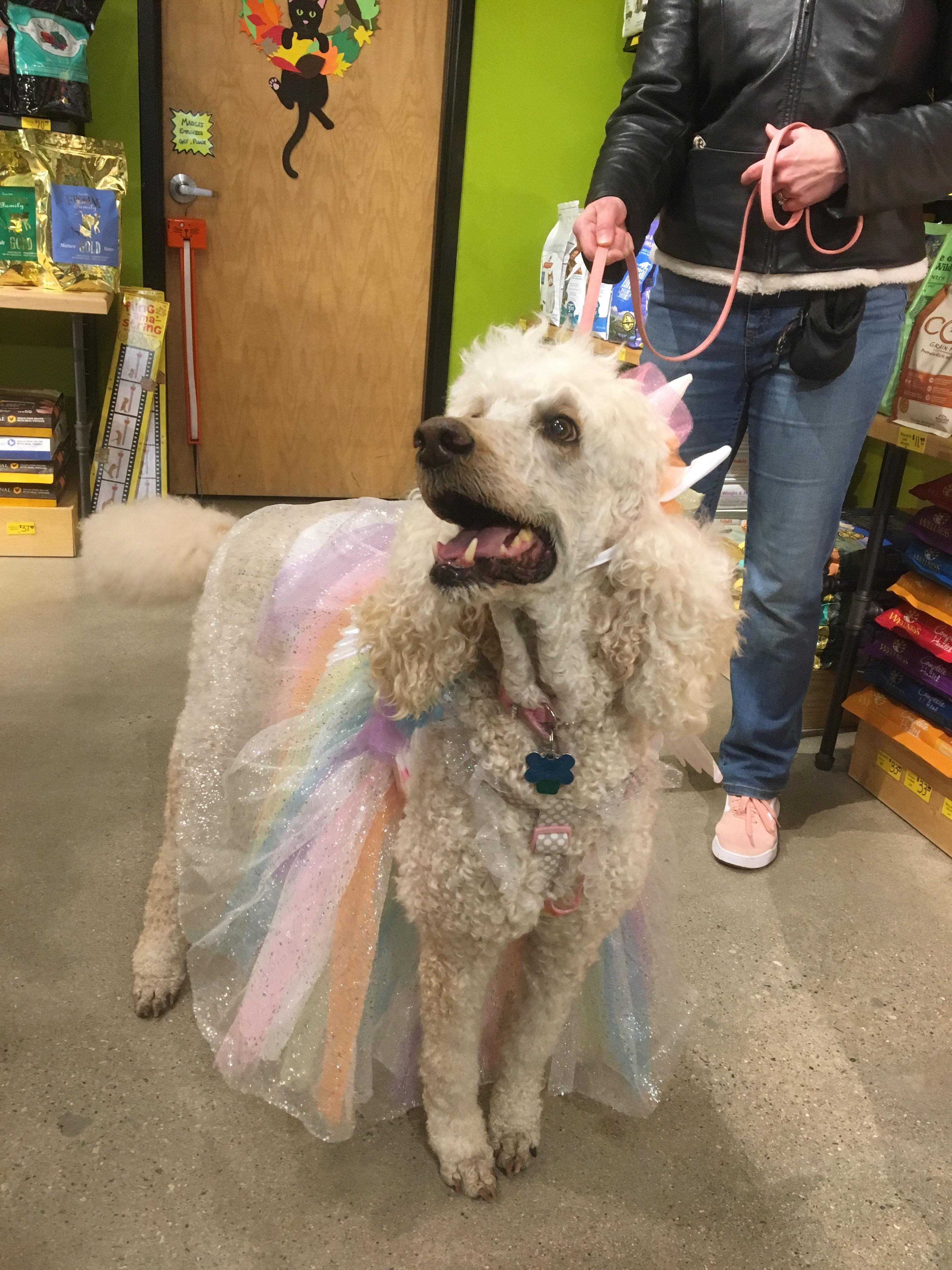 First annual Dog Costume Parade brings joy to both canines, humans ...