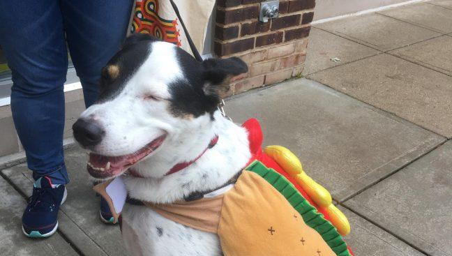 First+annual+Dog+Costume+Parade+brings+joy+to+both+canines%2C+humans+alike