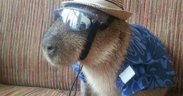 Im the rats editor so I NEVER get to write about capybaras