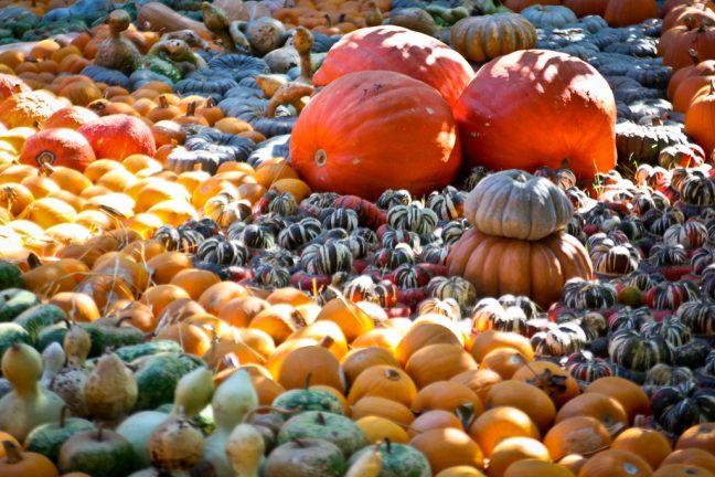 Pumpkin farm vs. pumpkin patch