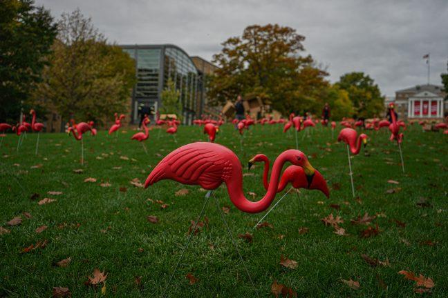 Pink flamingos migrate back to Bascom Hill after COVID hiatus