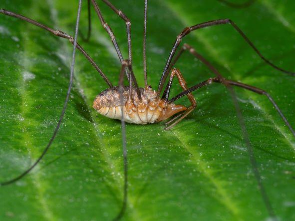 The Sharma lab uses Phalangium opilio, also known as Daddy Longlegs, as a model to study arachnid development