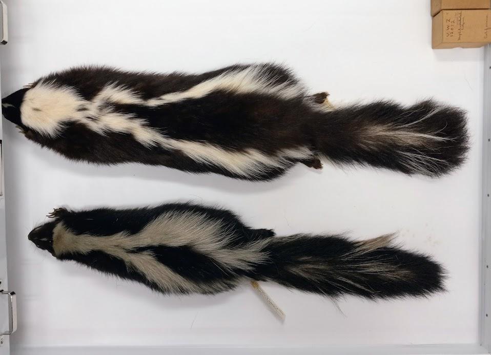 Two freshly catalogued skunks collected from the same year at the UW Zoological Museum 