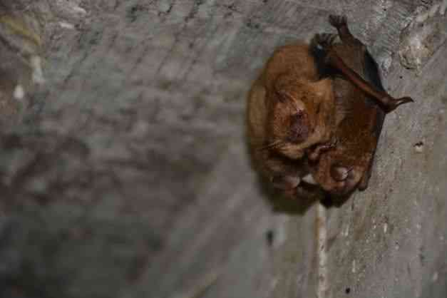 Tricolored bats find a roost under a bridge. 