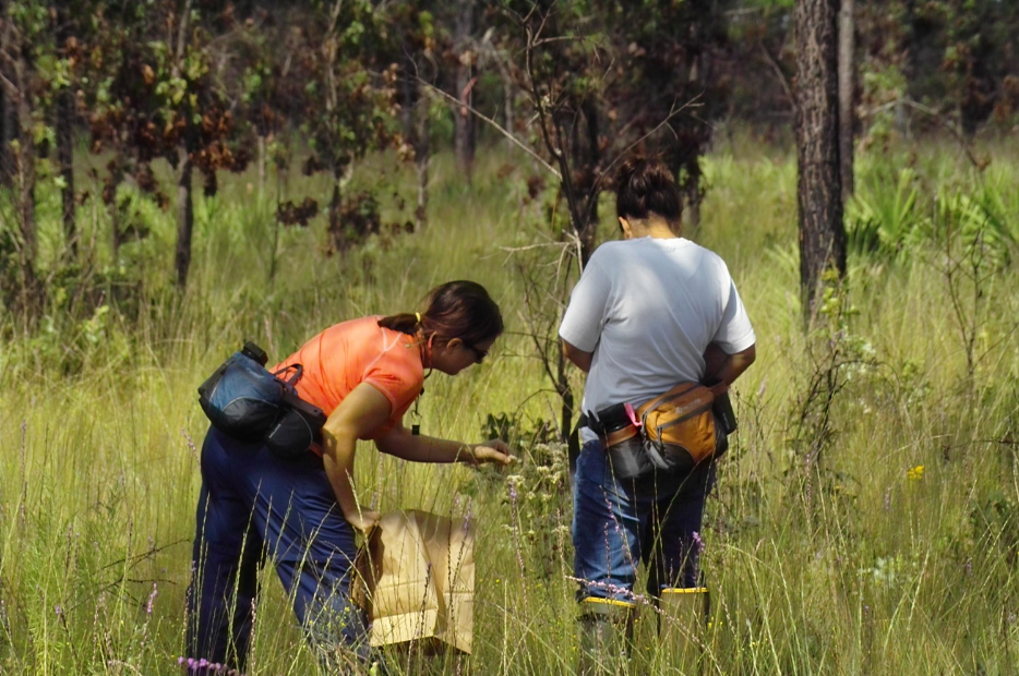 Researchers collect seeds at Fort Stewart, Georgia.