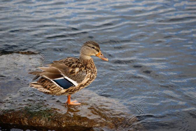 Duck spotted next to Wisconsin water source. April, 20 2023.