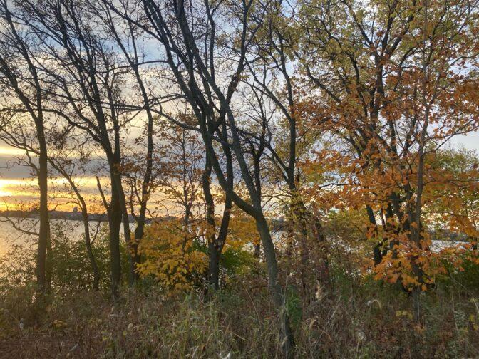 Branching into the microbial world: UW researchers reveal the hidden microbiomes shaping Madison’s trees
