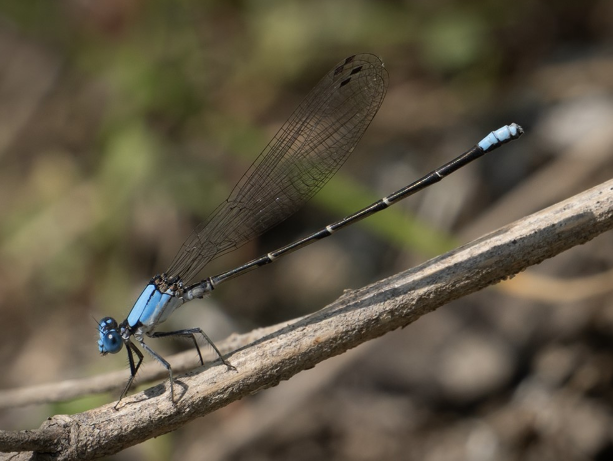 Wisconsin Dragonfly Society relays importance of dragonfly species through citizen science