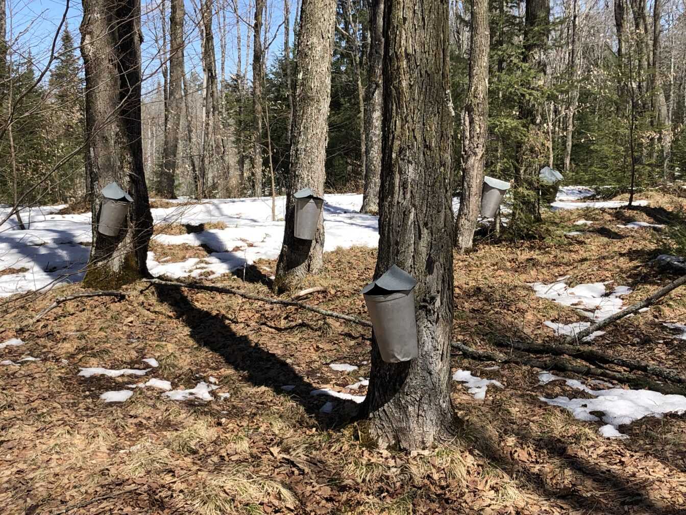 Wisconsin’s changing climate alters maple syrup, sap production