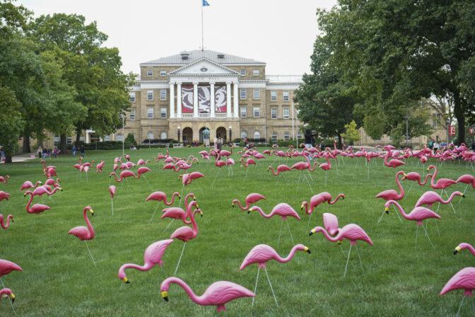 Flamingos on Bascom Hill for Fill the Hill. October 6, 2023.