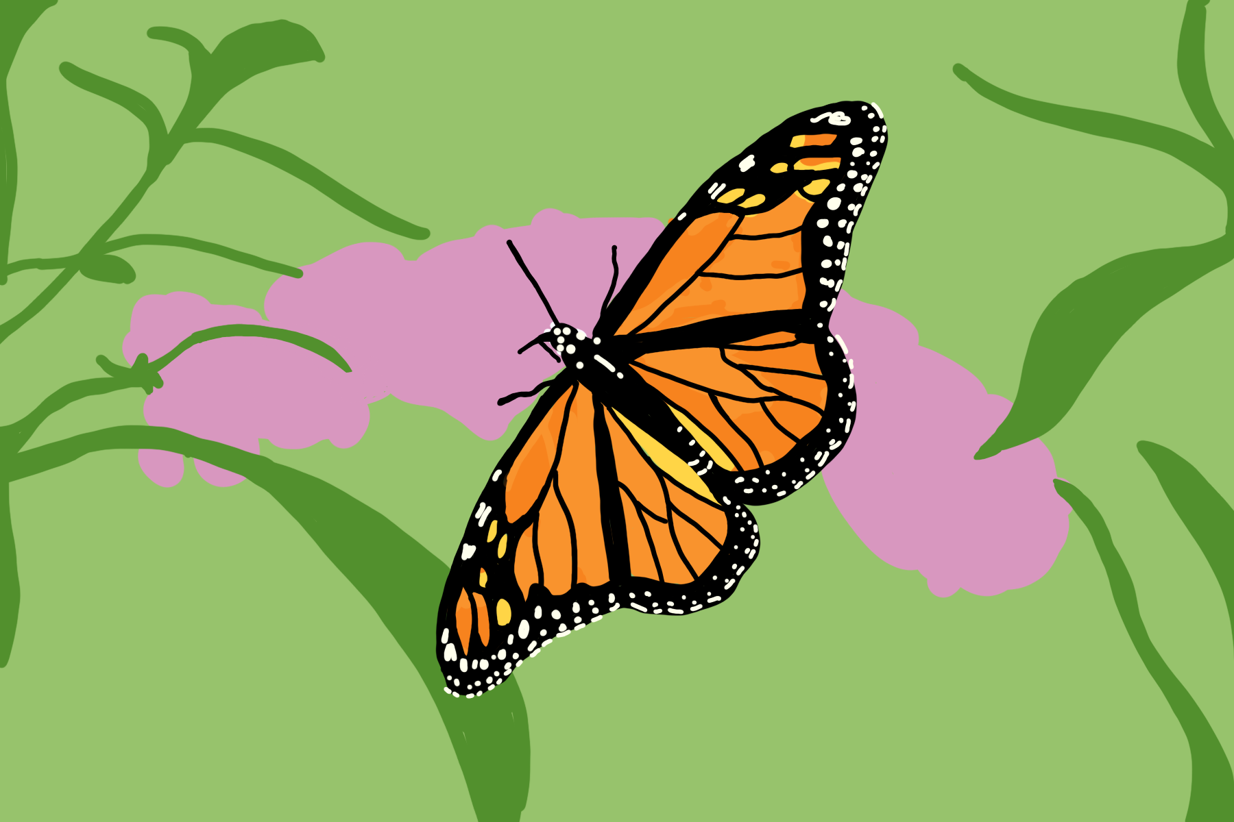 Recent study shows monarch butterfly populations in decline – The Badger  Herald
