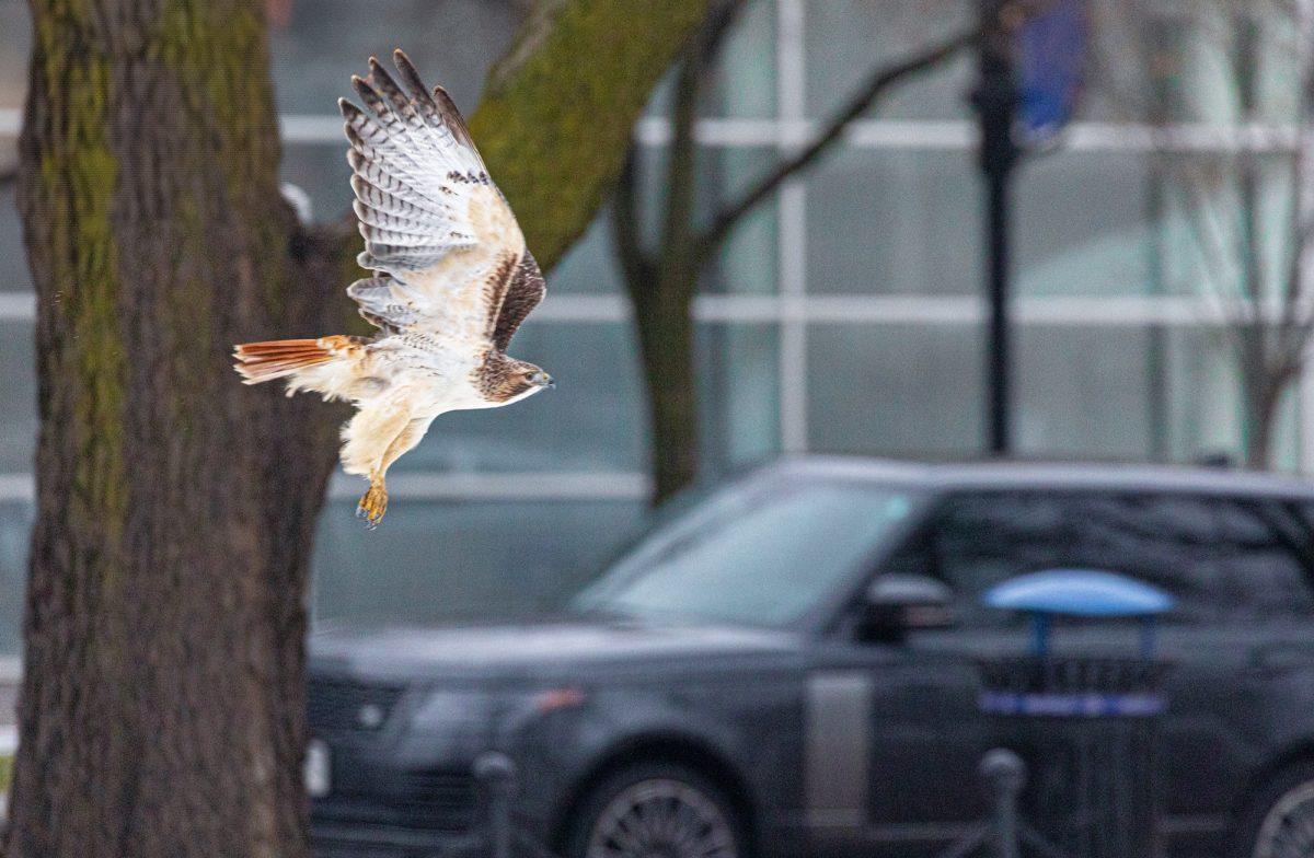 Hawk flying through downtown Madison.