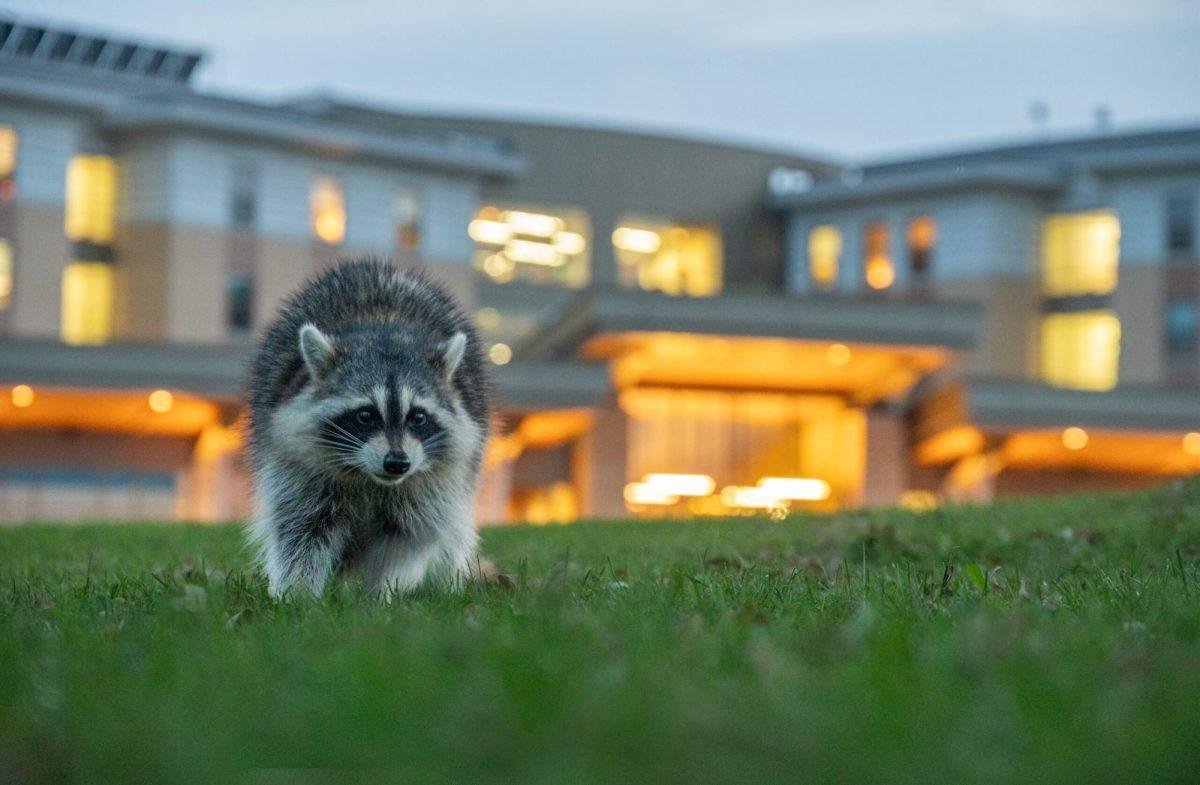 A raccoon searching for food in front of Dejope Residence Hall.