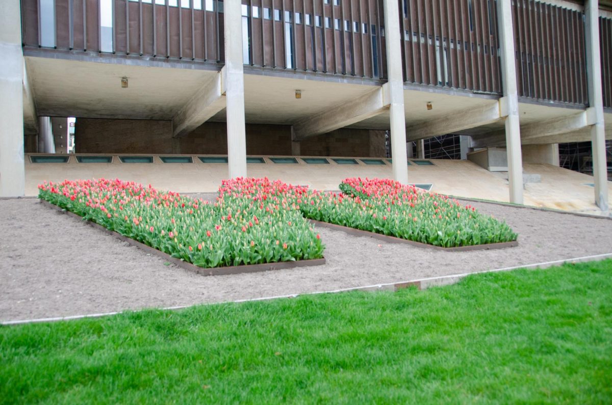 Red tulips begin to bloom in W shaped planter on University Avenue, outside of the Mosse Humanities Building.