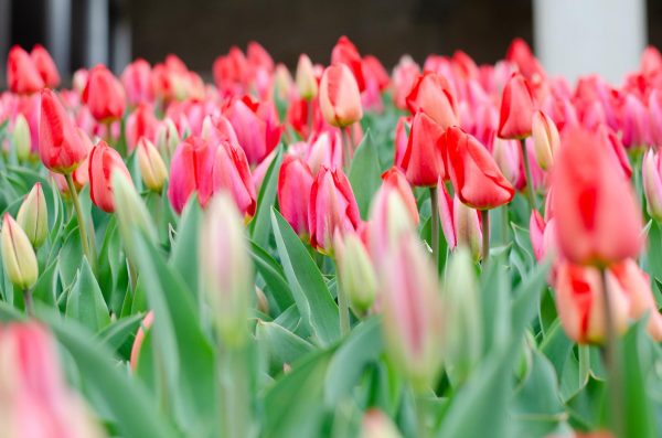 The iconic tulips that make up the flower "W" in front of the Mosse Humanities Building are beginning to bloom. 