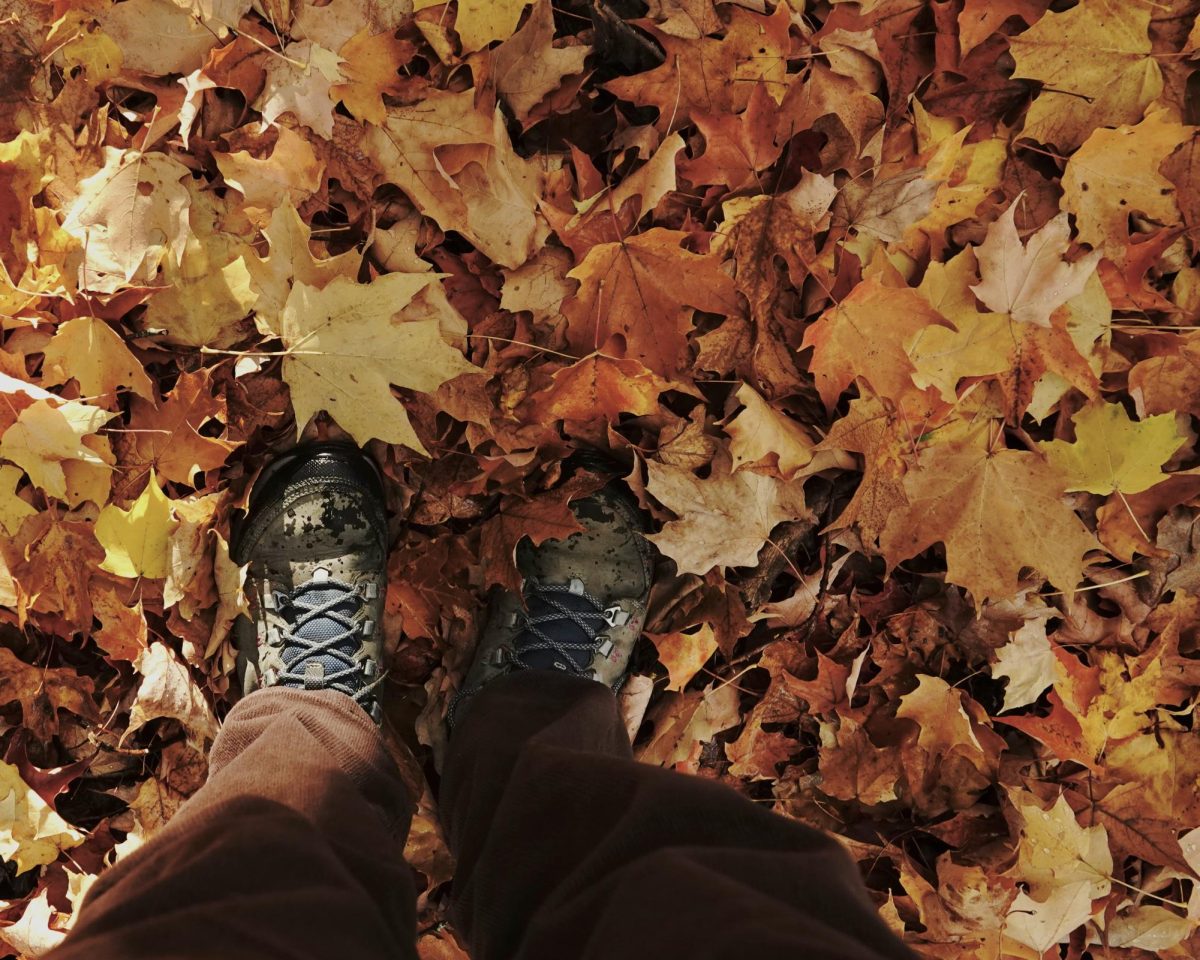 The leaves are beginning to change at the start of fall. 