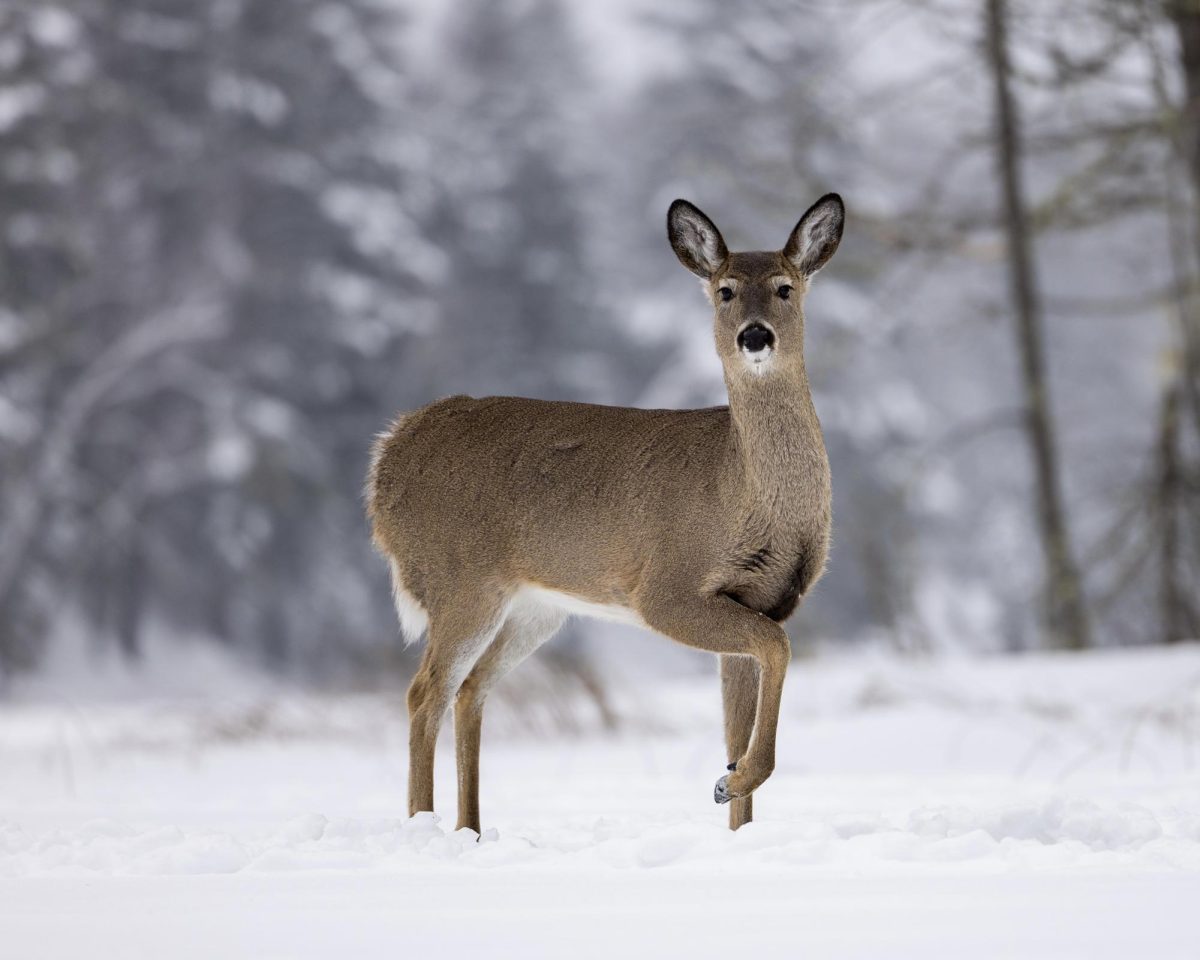 A young deer making its way through the snow. November 10, 2024.