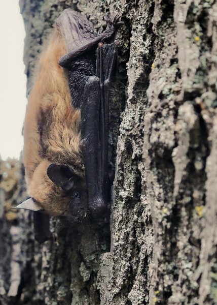 A bat sits in a tree in Nebraska. May 26, 2023.