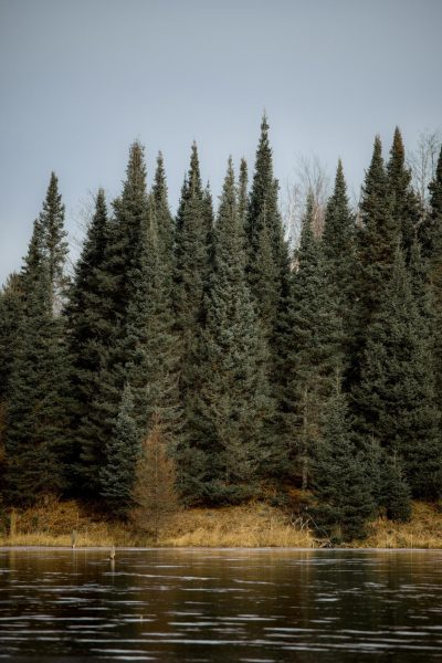 A pine forest on the shore of a lake in the Upper Peninsula of Michigan. November 25, 2023