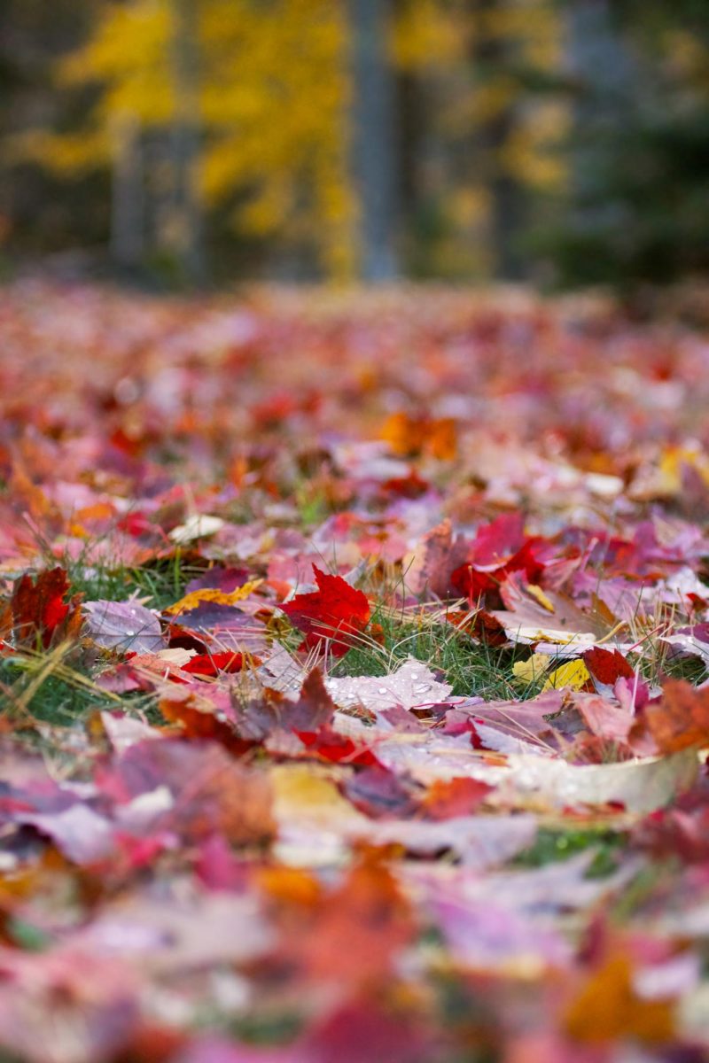 Leaves on the ground in fall. October 7, 2022.