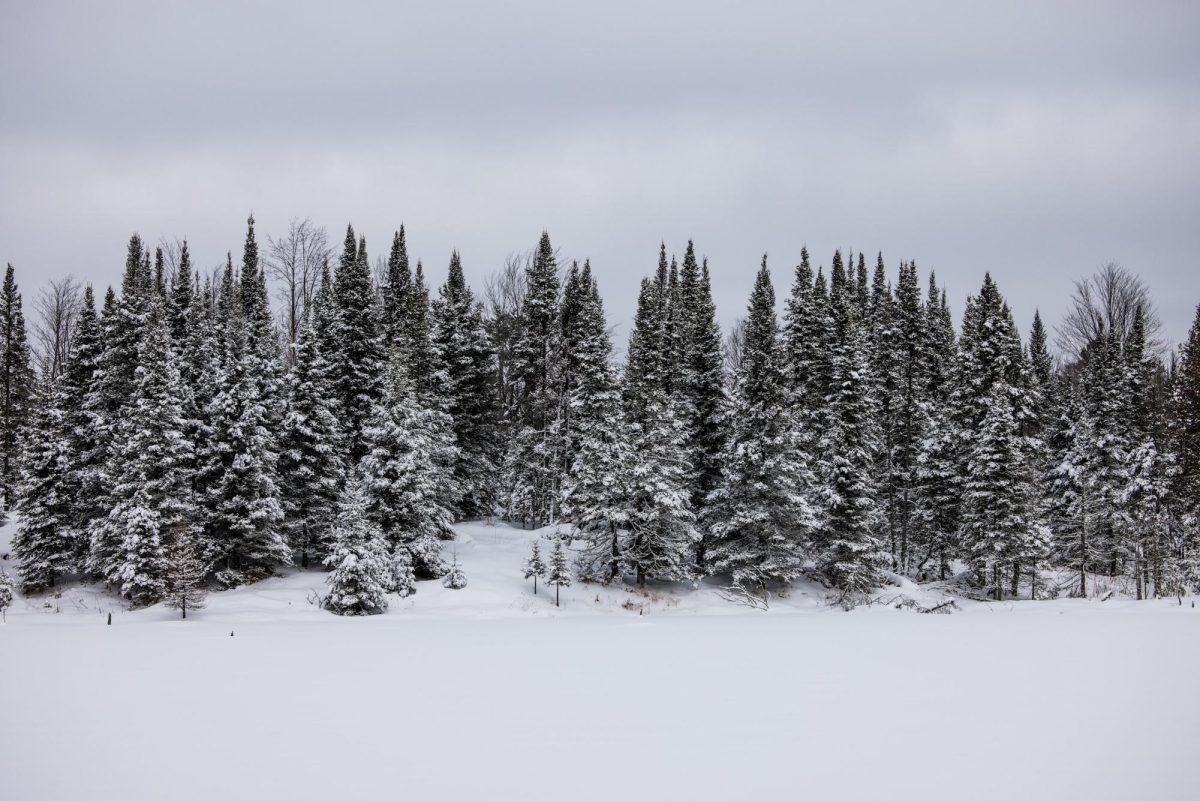 A pine forest on the shore of a lake after a fresh snowfall in the Upper Peninsula of Michigan. November 25, 2023