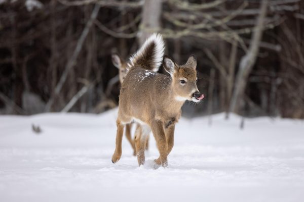 A young deer making its way through the snow. November 10, 2024.