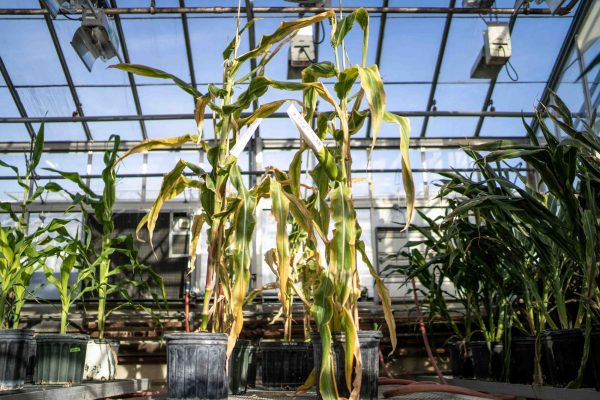Corn plants in Walnut Street Greenhouse. March 9, 2025. 