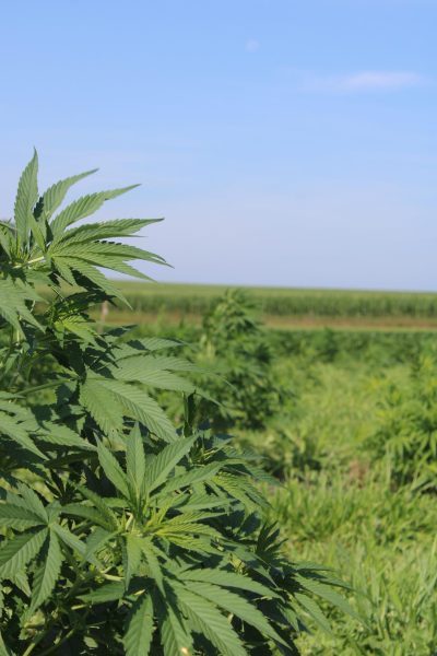 Up close of hemp plant in Ellison Lab's high cannabinoid/low THC research plot in Arlington, Wisconsin. 