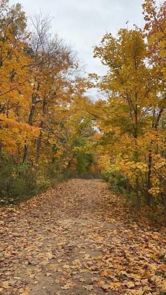 Fall foliage at Picnic Point. October 28, 2023.