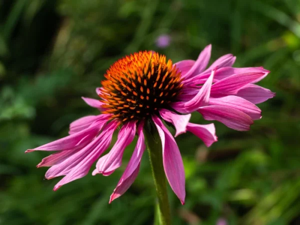 Eastern Purple Coneflower. Photo from easyscape.