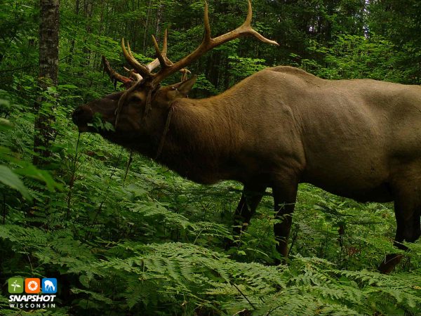 Photo of elk from Snapshot Wisconsin photo library. 